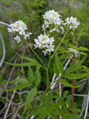 Cardamine leucantha