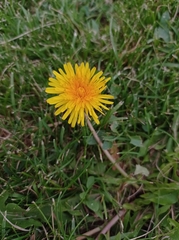Taraxacum officinale