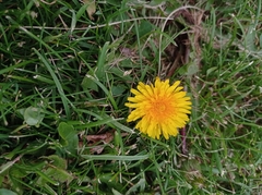 Taraxacum officinale