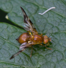 Euleia uncinata