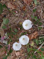 Convolvulus arvensis