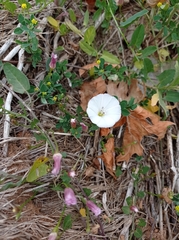 Convolvulus arvensis