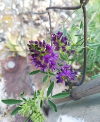 Medicago sativa
