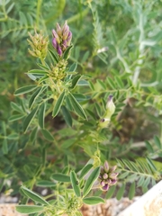 Medicago sativa