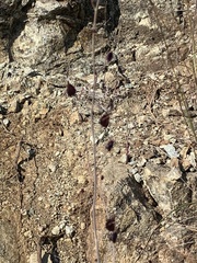 Streptanthus glandulosus niger