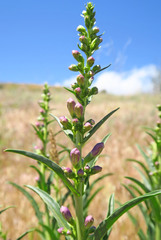 Penstemon acuminatus