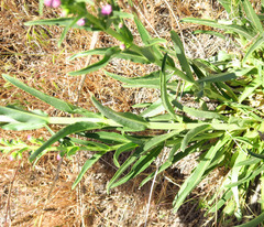 Penstemon acuminatus