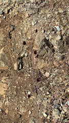 Streptanthus glandulosus niger