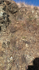 Streptanthus glandulosus niger