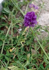Medicago sativa