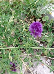 Medicago sativa