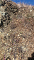 Streptanthus glandulosus niger