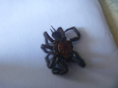 Porrhothele antipodiana