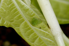 Kallitaxila granulata