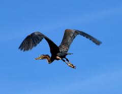 Ardea purpurea