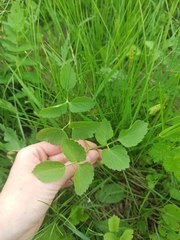 Ostericum palustre