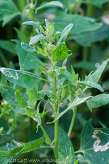Atriplex gmelinii