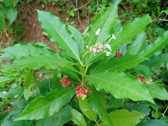 Rauvolfia serpentina