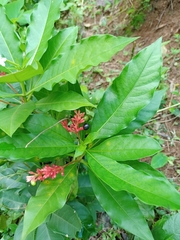 Rauvolfia serpentina