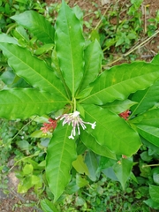 Rauvolfia serpentina