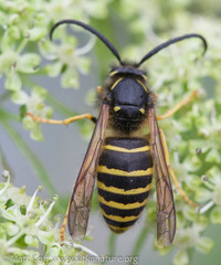 Dolichovespula norvegicoides