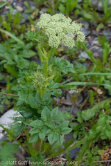 Angelica lucida