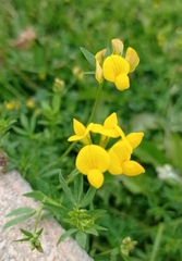 Lotus corniculatus