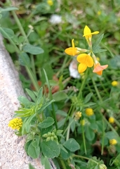 Lotus corniculatus