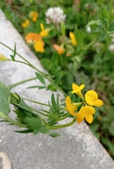 Lotus corniculatus