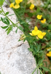 Lotus corniculatus