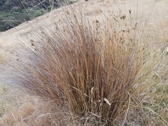 Juncus distegus