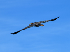 Ardea purpurea