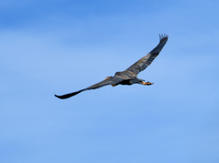 Ardea purpurea