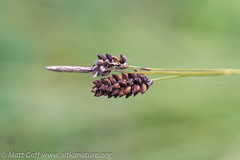 Carex stylosa