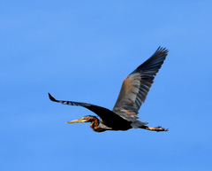 Ardea purpurea