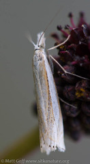 Crambus pascuella