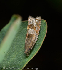 Ancylis uncella