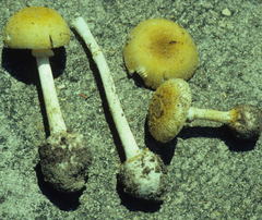 Amanita levistriata