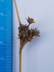 Juncus distegus