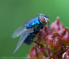 Lucilia illustris