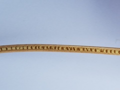 Juncus distegus