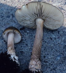 Amanita variicolor