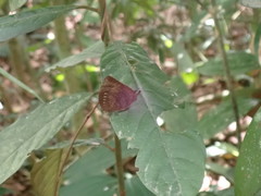 Arhopala centaurus