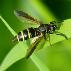 Temnostoma bombylans
