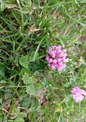 Trifolium pratense