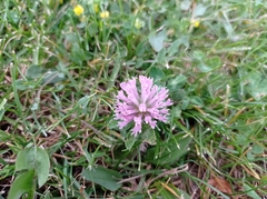 Trifolium pratense