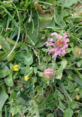 Trifolium pratense