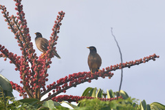 Acridotheres tristis