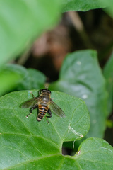 Mallota curvigaster