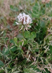 Trifolium repens